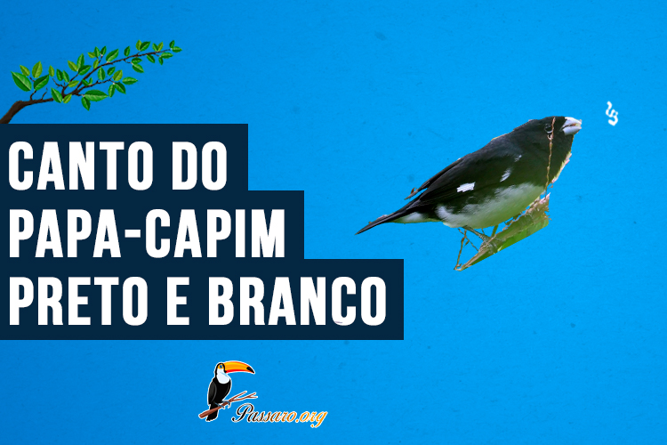 canto do papa-capim-preto-e-branco