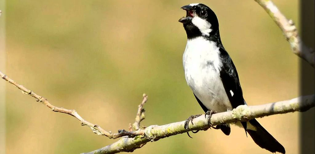 Foto papa-capim-preto-e-branco (Sporophila luctuosa) Por Danilo