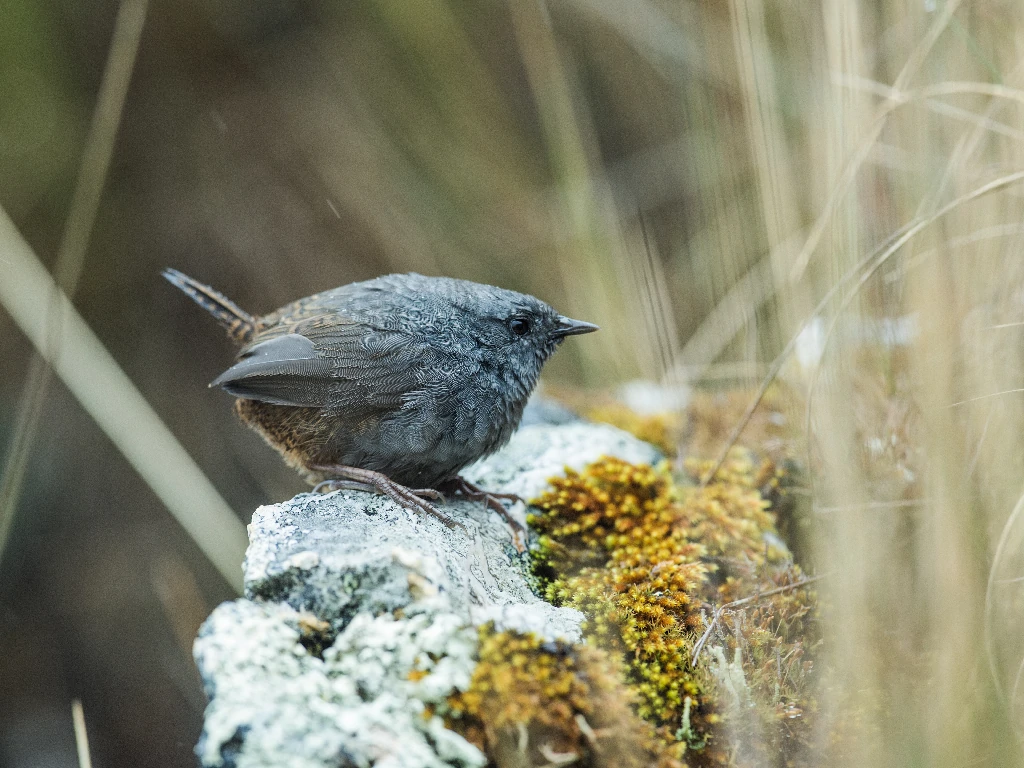 canto do tapaculo-ferreirinho