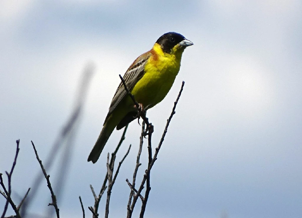 caracteristicas da escrevedeira-de-cabeca-preta