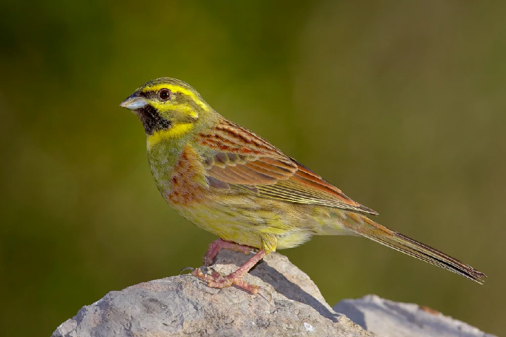 caracteristicas da escrevedeira-de-garganta-preta