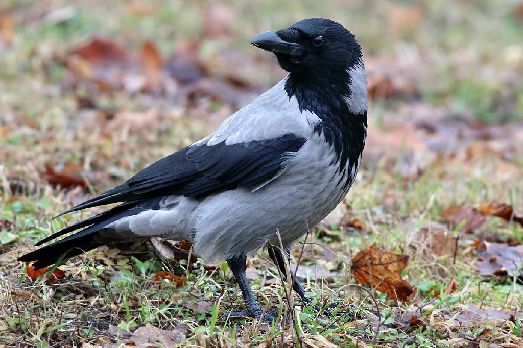 caracteristicas da gralha-cinzenta