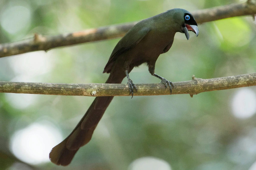 caracteristicas da pega-bronzeada