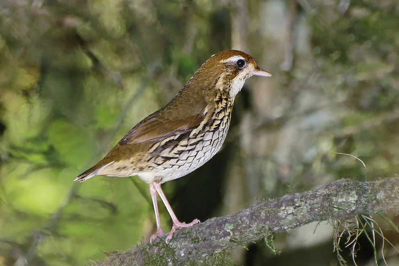 caracteristicas da tovaca-estriada