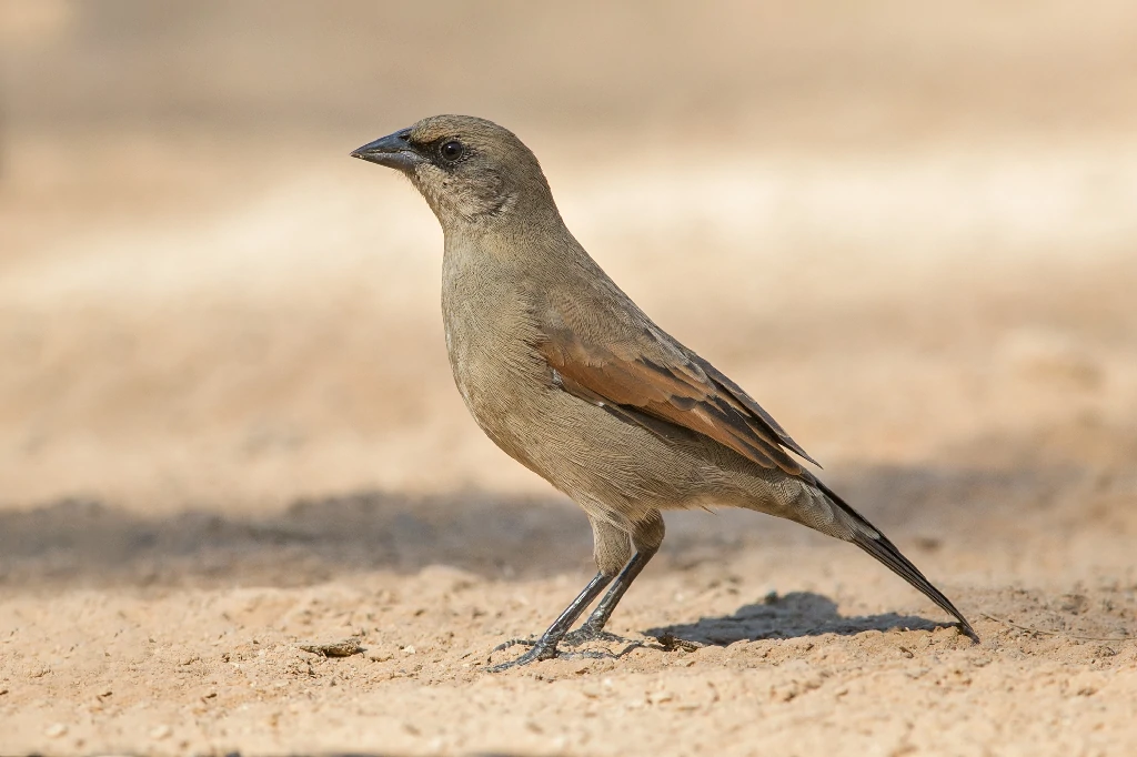 caracteristicas do asa-de-telha-palido