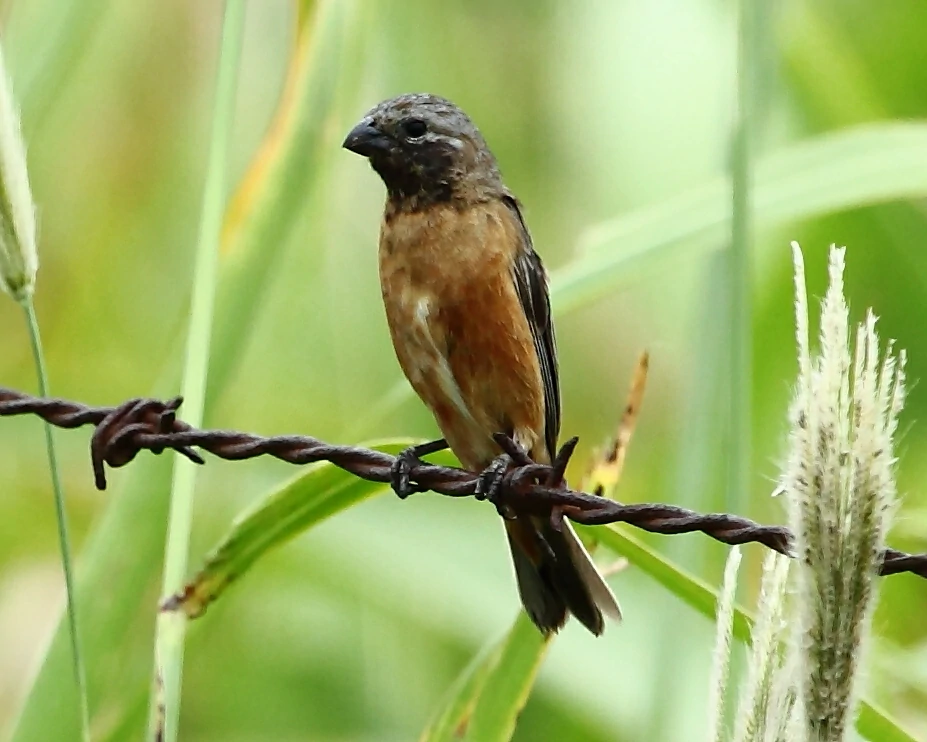 caracteristicas do caboclinho-de-papo-preto