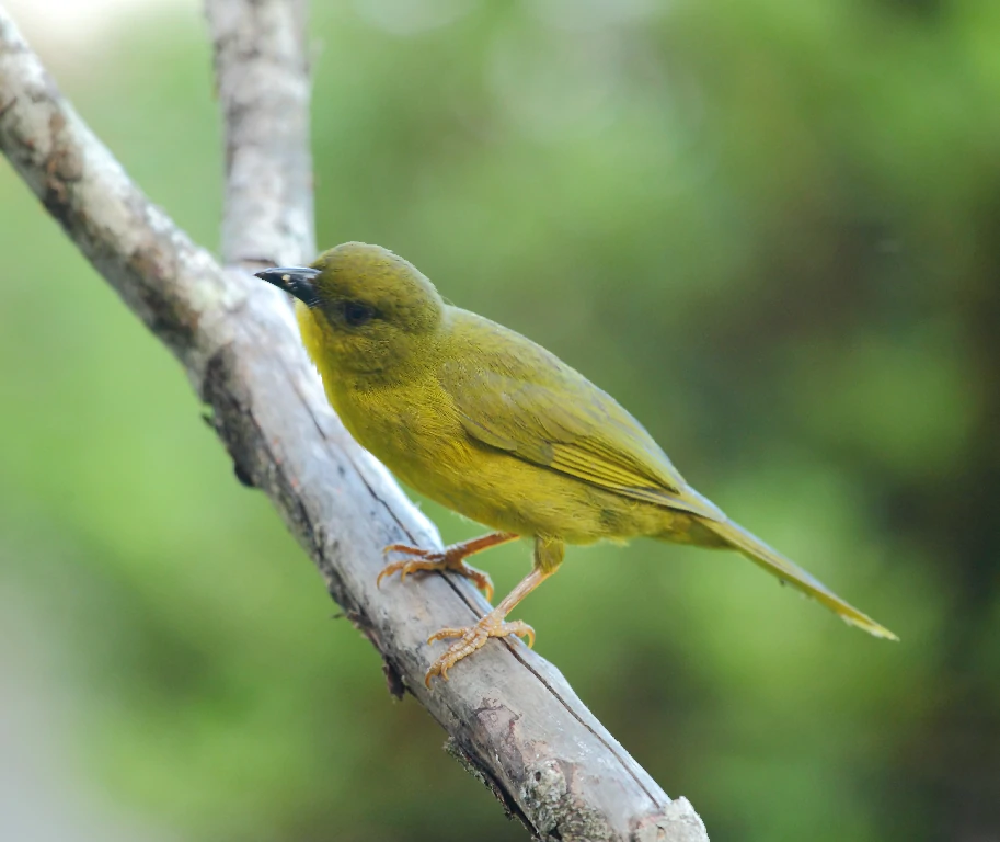 caracteristicas do catirumbava