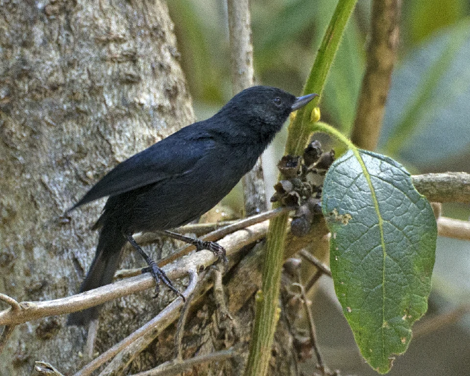 caracteristicas do fura-flor-preto