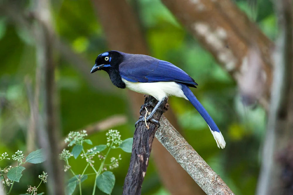 caracteristicas do gaio-de-peito-preto