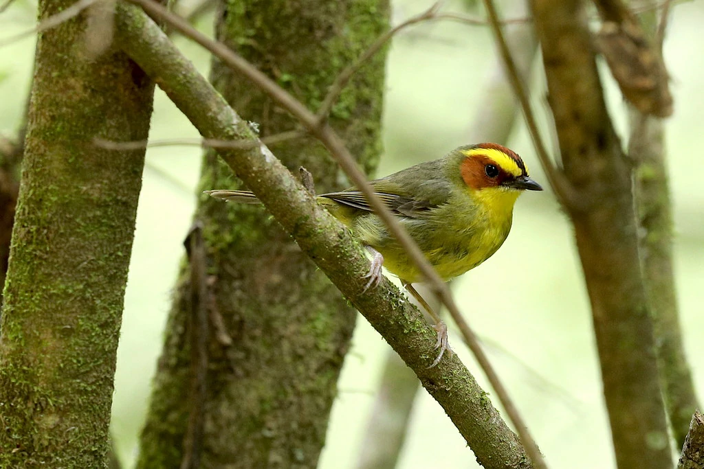 caracteristicas do golden-browed warbler