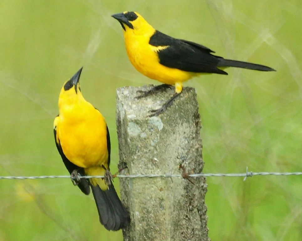 caracteristicas do irataua-grande