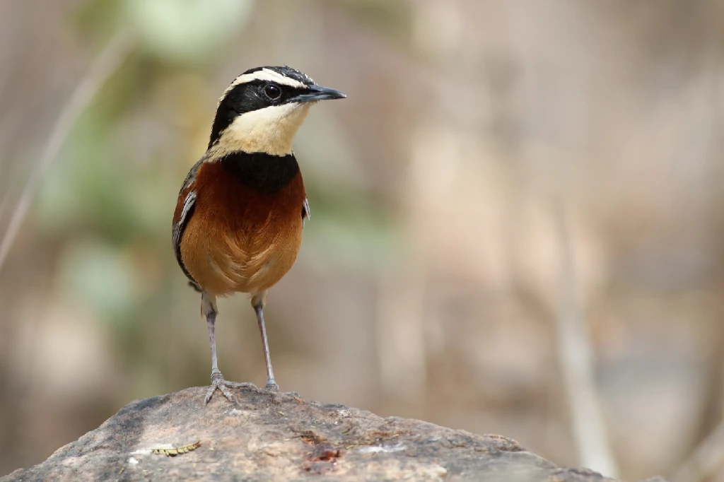 caracteristicas do meia-lua-elegante