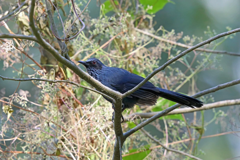 caracteristicas do mimao-azulado