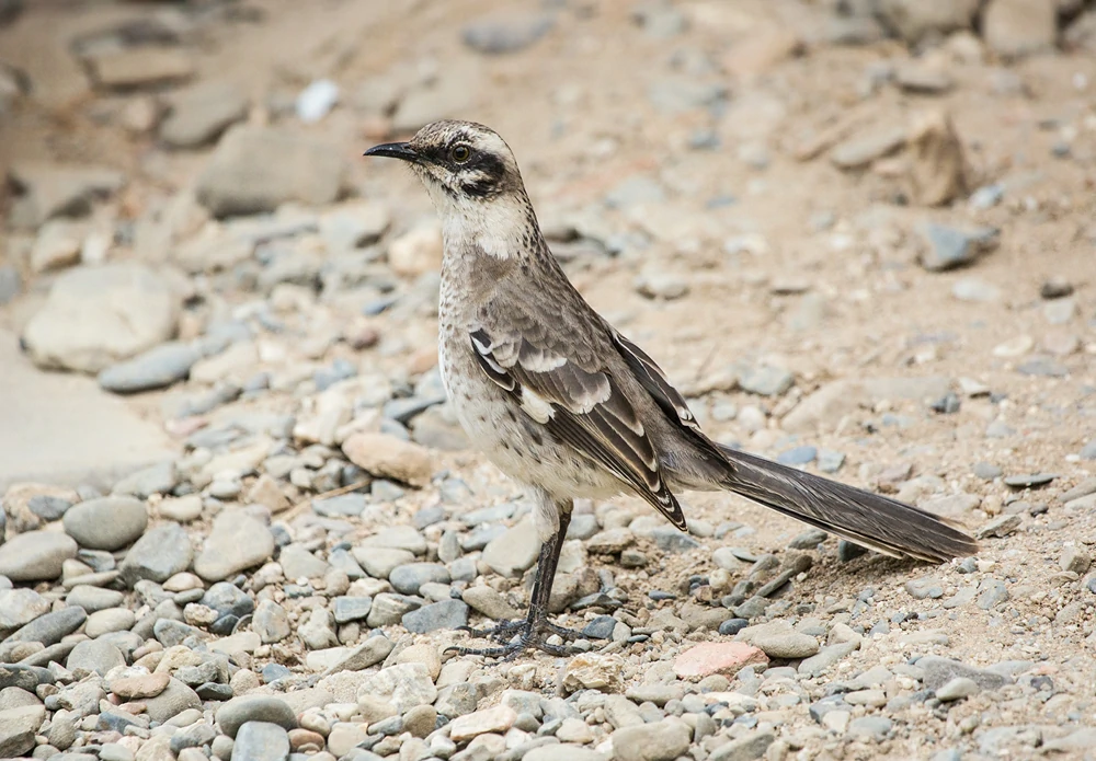 caracteristicas do mimao-de-cauda-longa