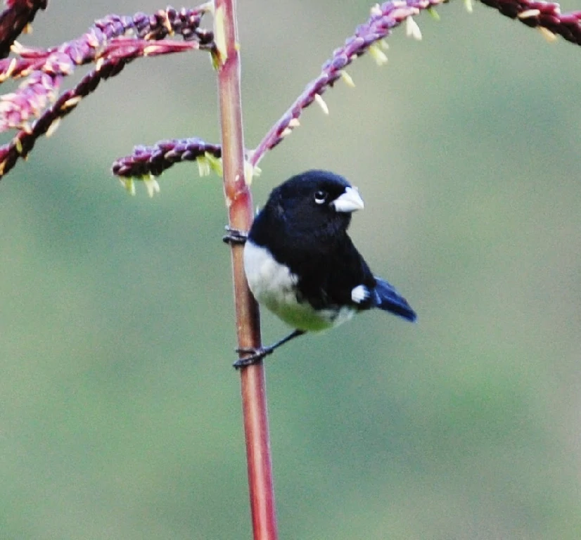 caracteristicas do papa-capim-preto-e-branco