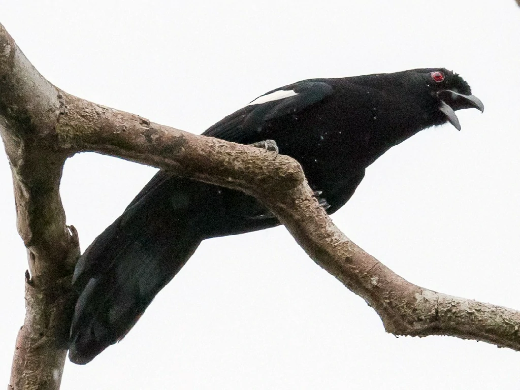 caracteristicas do pega-preta-da-malasia