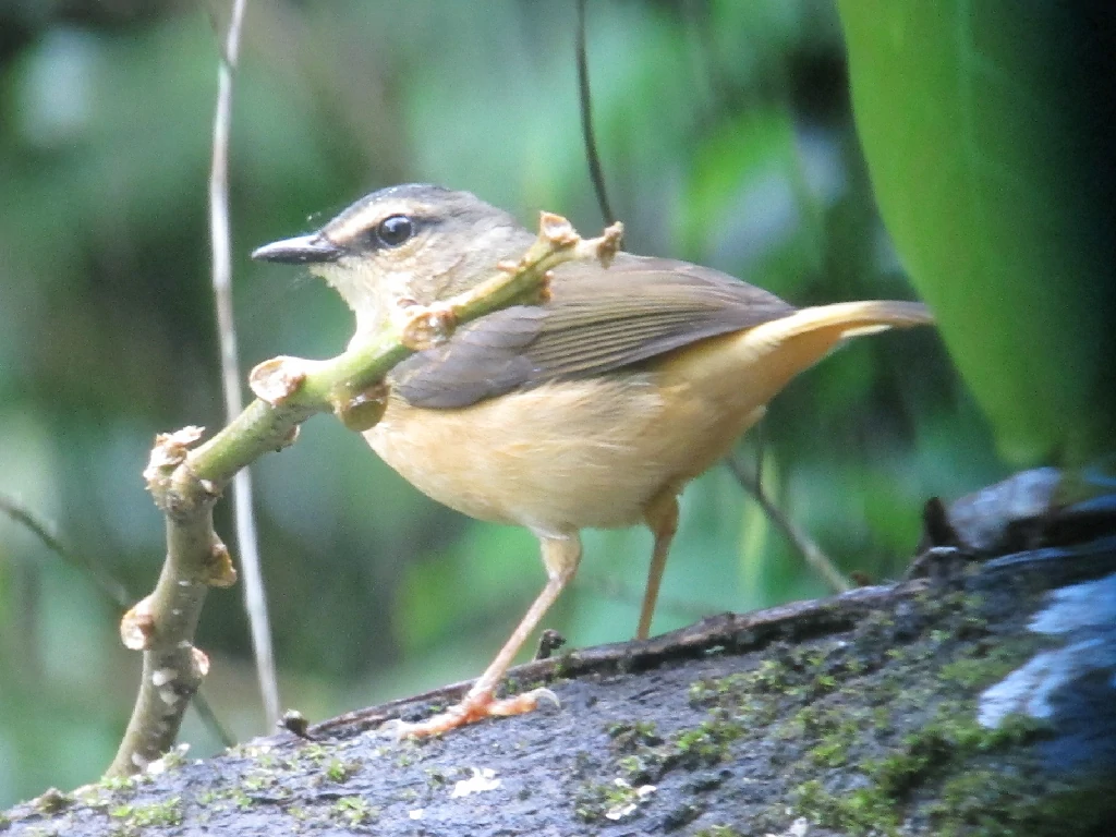 caracteristicas do pula-pula-de-cauda-avermelhada