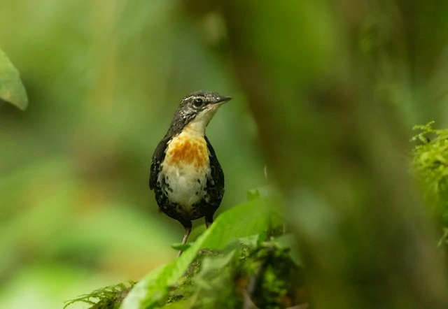 caracteristicas do rusty-belted tapaculo