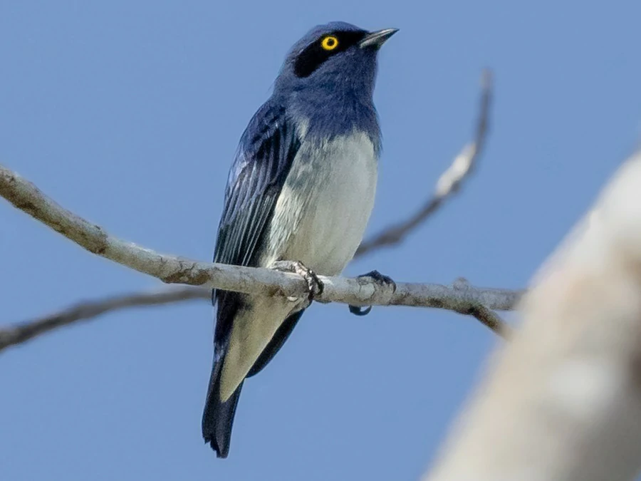 caracteristicas do sai-de-barriga-branca