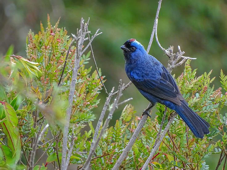 caracteristicas do sanhacu-frade