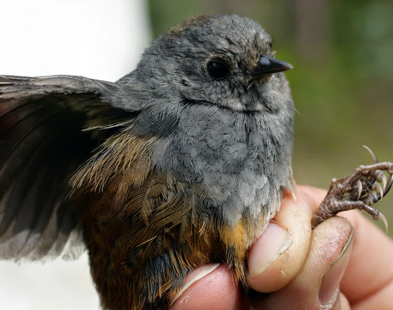 caracteristicas do tapaculo-ferreirinho