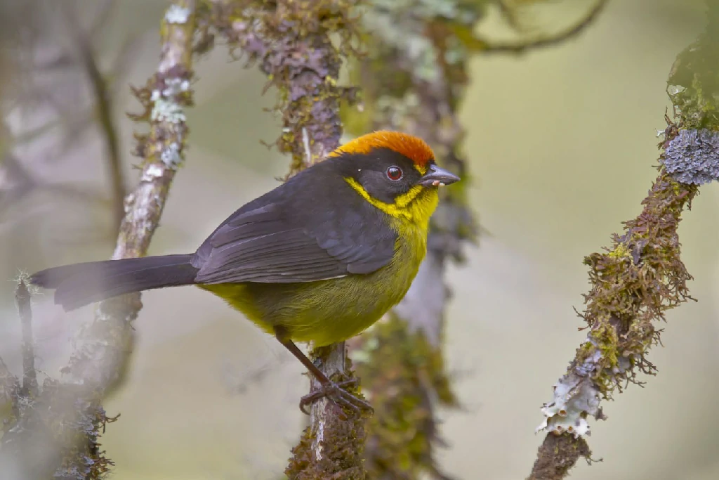 caracteristicas do tico-tico-boliviano