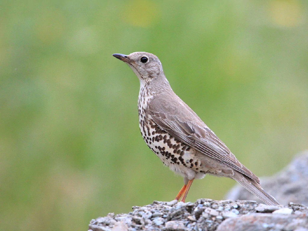 caracteristicas do tordoveia