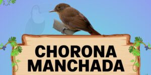 chorona manchada