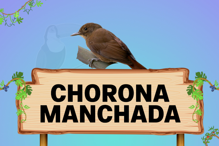 chorona manchada