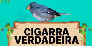 cigarra verdadeira