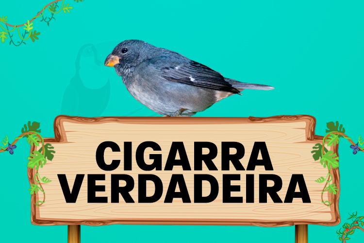 cigarra verdadeira