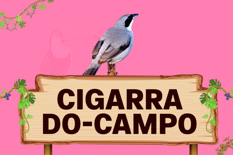 cigarro do campo