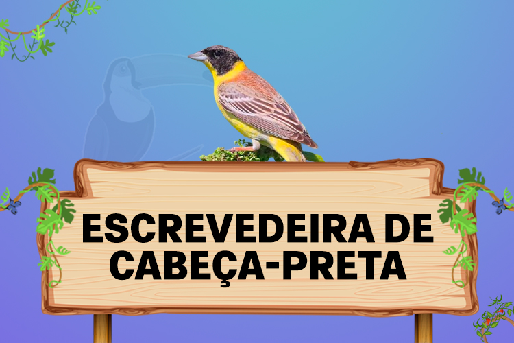 escrevedeira de cabeca preta