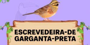 escrevedeira de garganta preta