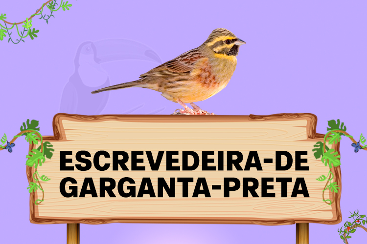 escrevedeira de garganta preta