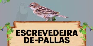 escrevedeira de pallas