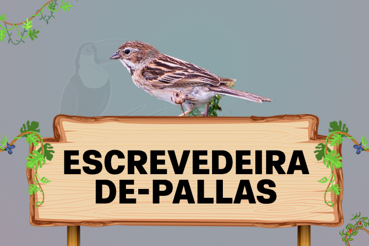 escrevedeira de pallas