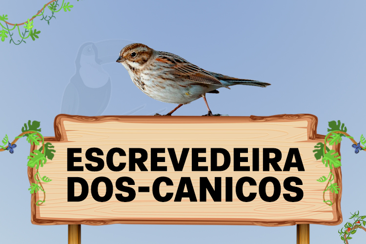 escrevedeira dos canicos