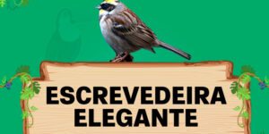 escrevedeira elegante