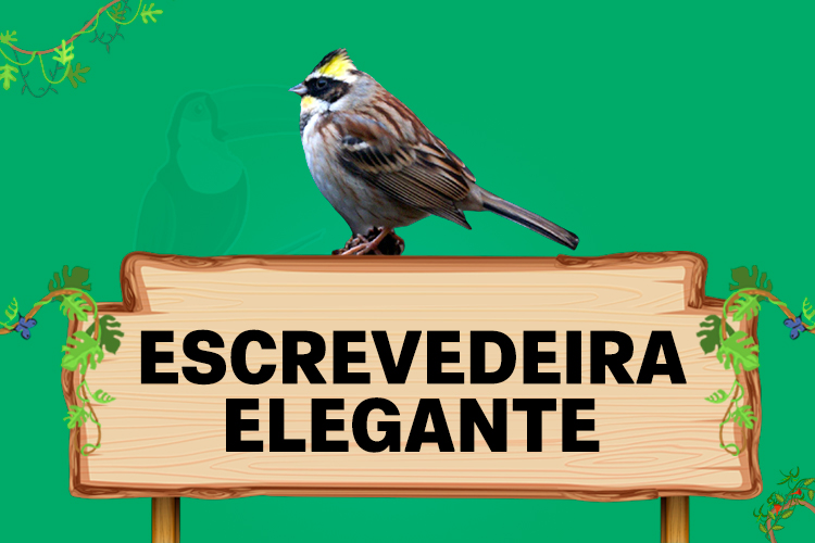 escrevedeira elegante