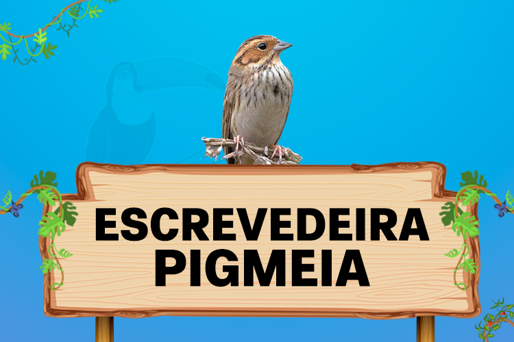 escrevedeira pigmeia