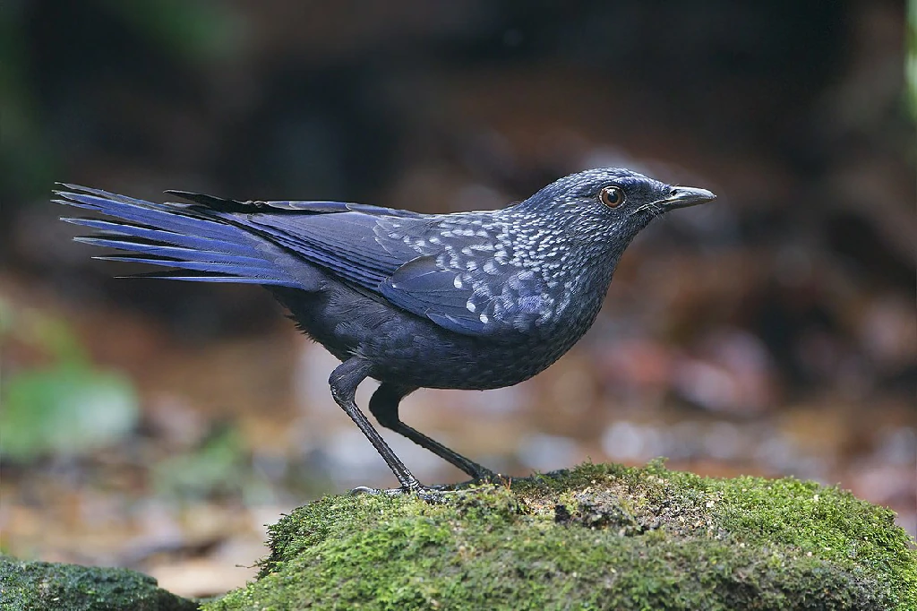 estado de conservacao mimao-azulado