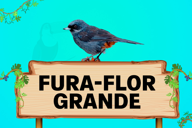 fura flor grande