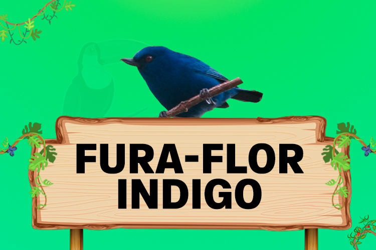 fura flor indigo