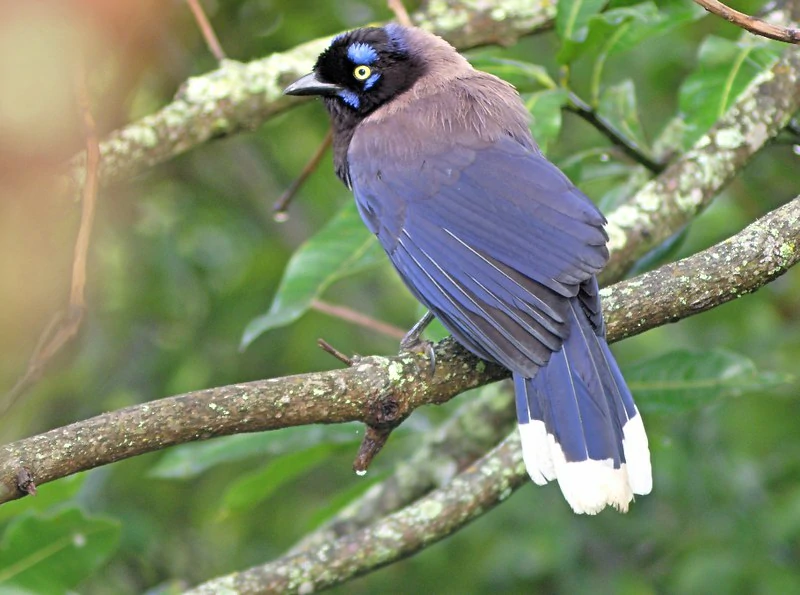 gaio-de-peito-preto