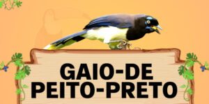 gaio de peito preto