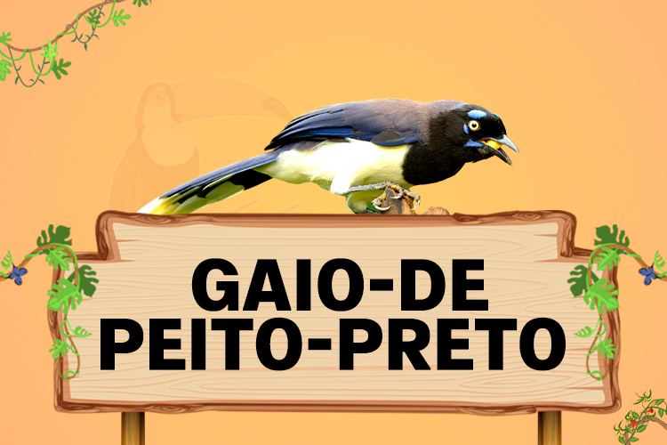 gaio de peito preto