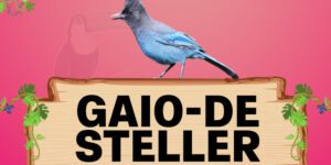 gaio de steller