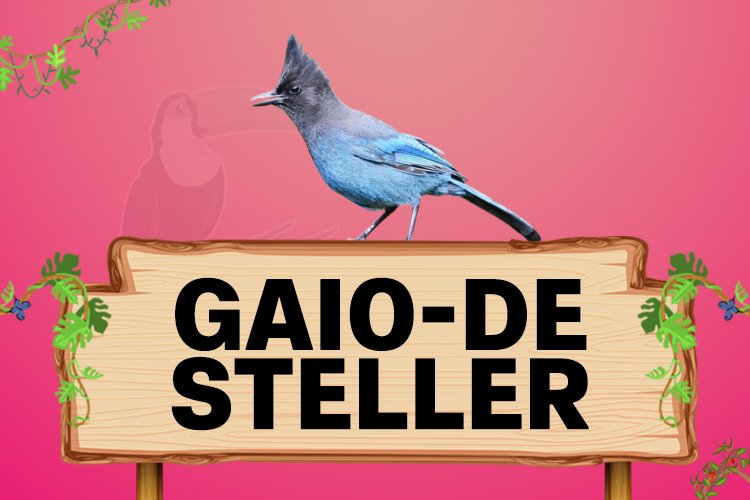 gaio de steller