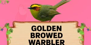 golden browed warbler
